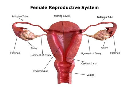 female-reproductove-system