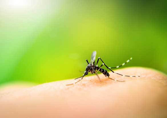 Zika virus - when to get tested